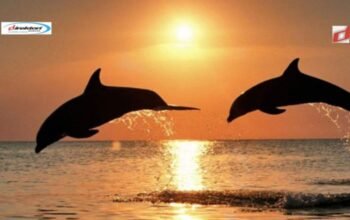 Wisata Lumba-Lumba Bali: Cara Melihat Lumba-Lumba di Pantai Lovina