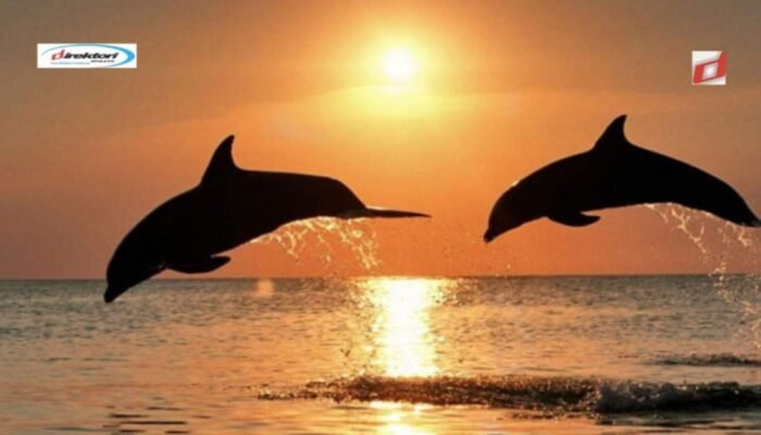 Wisata Lumba-Lumba Bali: Cara Melihat Lumba-Lumba di Pantai Lovina