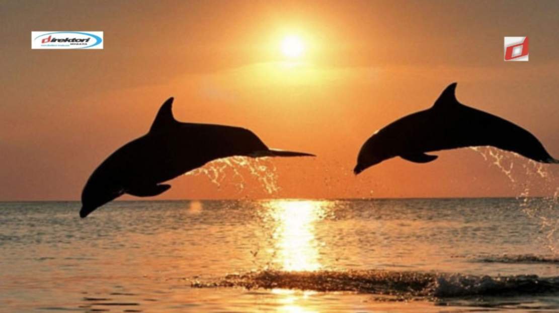 Wisata Lumba-Lumba Bali: Cara Melihat Lumba-Lumba di Pantai Lovina
